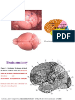 Brain-anatomy-and-other-basic 