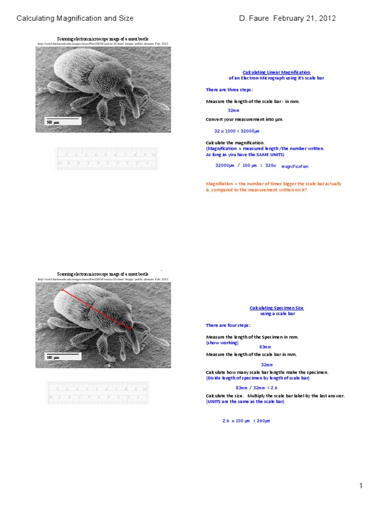 Magnification and Size Calculation Guide | PDF | Laboratory Techniques ...