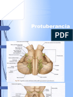 Protuberancia Anular