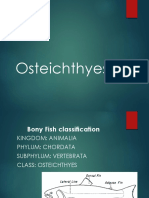 Osteichthyes PDF