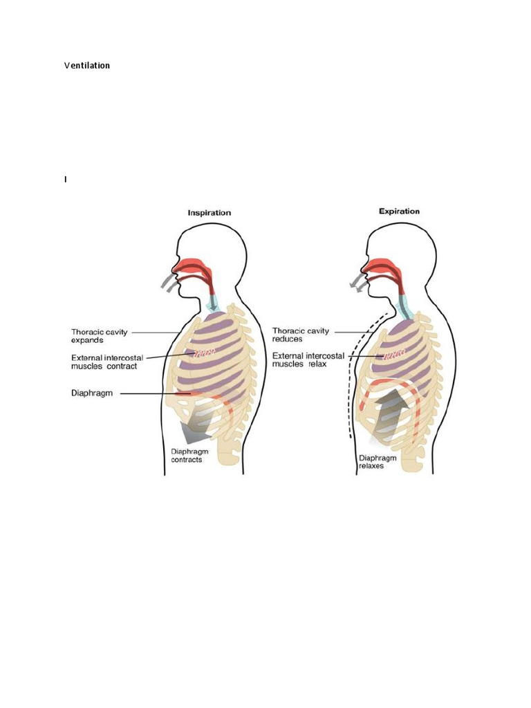 Ventilation PDF | PDF | Exhalation | Breathing