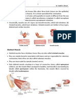 Mascular Tissue