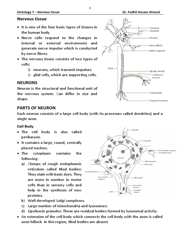 Nervous Tissue PDF | PDF | Neuron | Axon