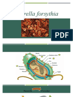 Tanarella Forsythia