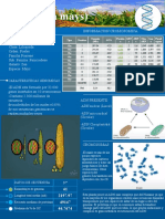 Infografia Sobre Maíz (Zea Mays) Finalizado