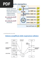 XVI Biochimica [modalit compatibilit]