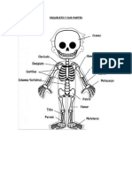 Esqueleto y Sus Partes