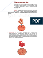 El Sistema Muscular PDF