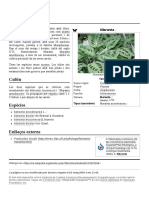 Maranta (Viquipèdia) PDF