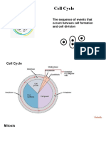 Cell Cycle Stages: Mitosis, Karyokinesis & Chromosomes