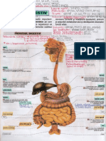 Aparatul digestiv - Anatomie, fiziologie, patologie, tratament, nutriție, suplimente