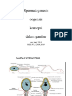 Spermatogenesis, Oogenesis, Dan Fertilisasi - DR Sudiat, SpOG