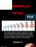 Desarrollo Fetal Gine