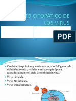 Efecto Citopatico de Los Virus PDF