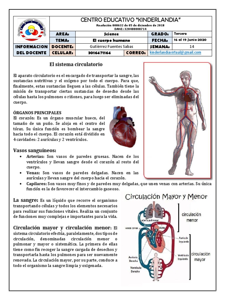 Grado Tercero - Ciencias | PDF | Sistema circulatorio | Vena