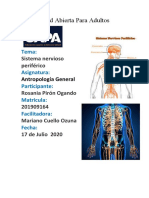 Antatomia y Fisiologia Del Sistema Nervioso Tarea 2