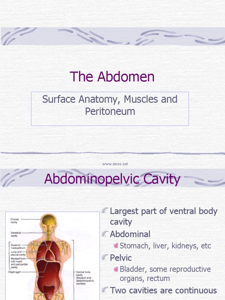 Surface Anatomy of the Abdomen | PDF | Abdomen | Peritoneum