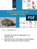 Animal Tissues and Functions