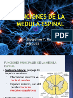 Funciones de la Medula - Jhossellyn Roque Marquez