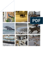 collage-animales.pdf