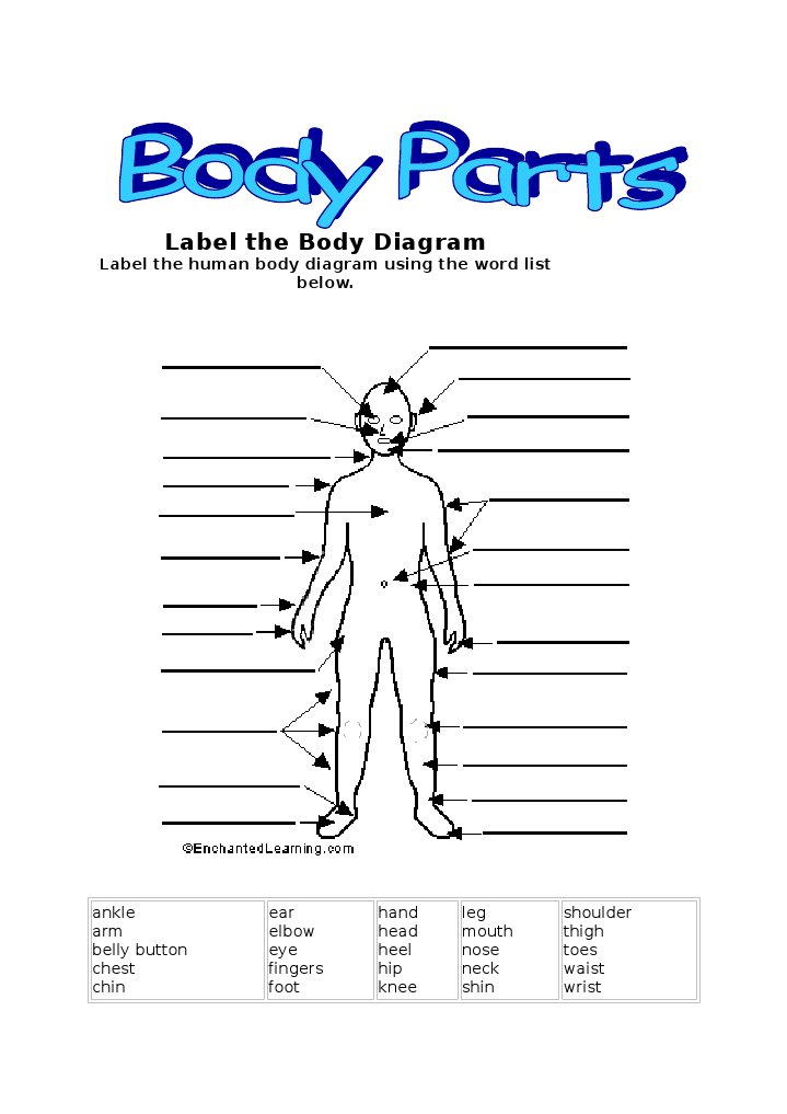 Body Parts Worksheet Quiz 1 Pdf Organ Anatomy Heart