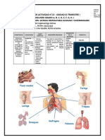 Actividad #15 Sistema Respiratorio