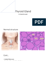 7 Thyroid Gland
