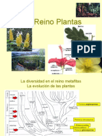 Reino Plantas