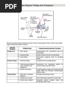 Bagian Telinga Dan Fungsinya PDF