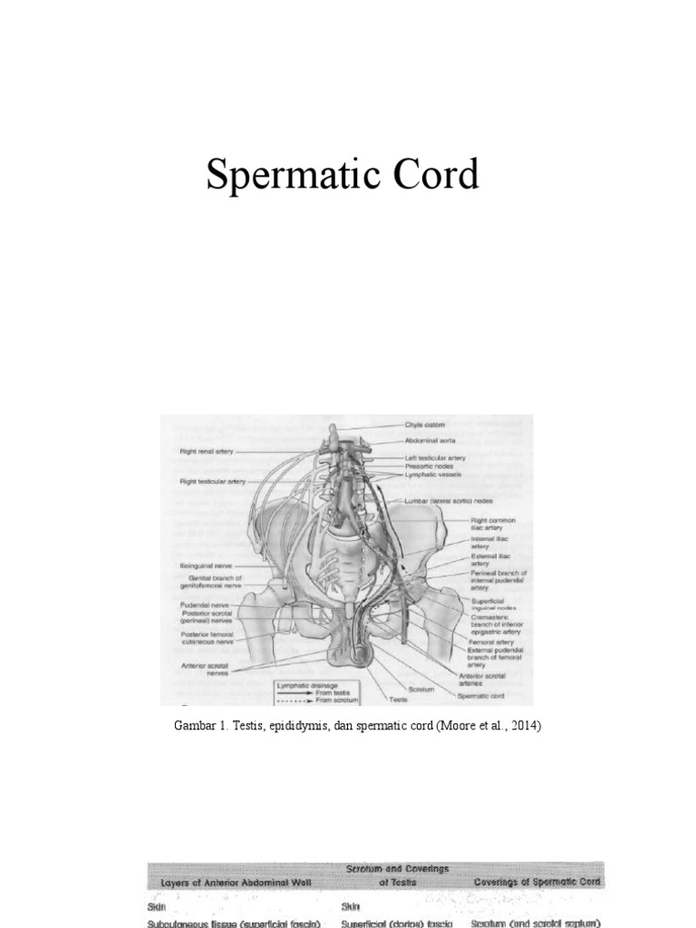 Spermatic Cord PDF