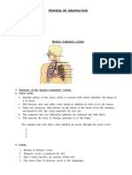 Process of Respiration: Human Respiratory System