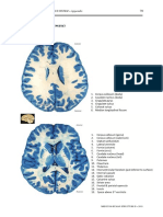 Brain Sections (Transverse) : Structure of The Nervous System