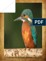 oiseau.pdf