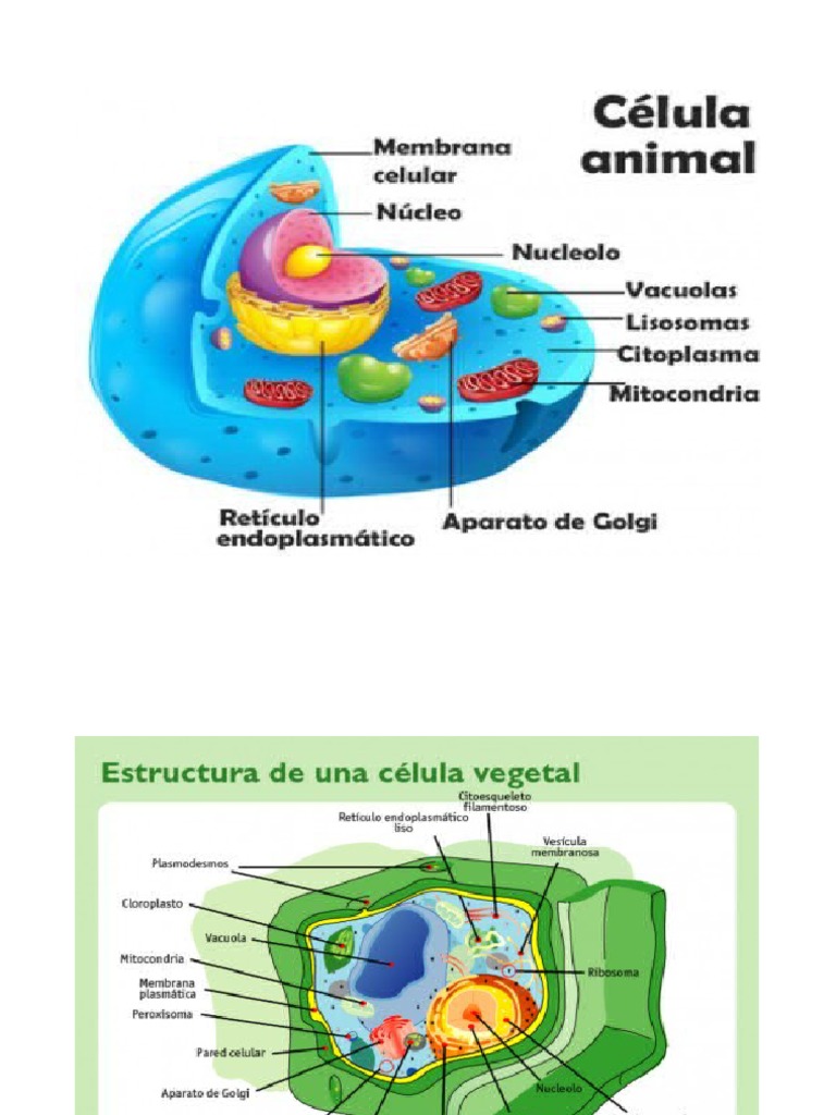 CELULA ANIMAL Y VEGETAL
