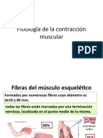 Fisiología muscular: contracción, filamentos y mecanismo molecular