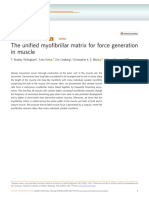 The Uni Ed Myo Brillar Matrix For Force Generation in Muscle