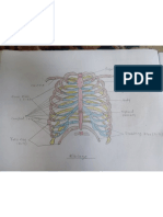 Aditi Bharti 16B Anatomy diagram.pdf