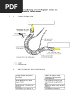 WORKSHEET 7.2 Gaseous Exchange Across The Respiratory Surfaces and Transport of Gases in Humans