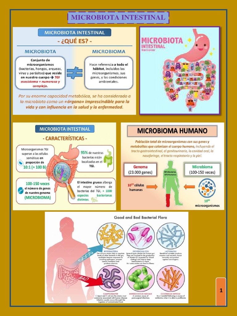 Microbiota Intestinal PDF | PDF | Las bacterias | Microorganismo