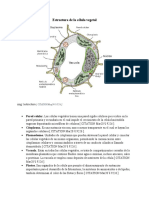 Estructura de La Célula Vegetal