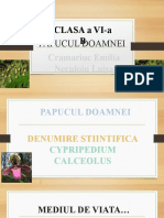 Papucul Doamnei