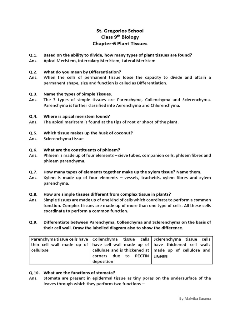 Chapter 6 Plant Tissues - Class 9th - Biology | PDF | Tissue (Biology ...
