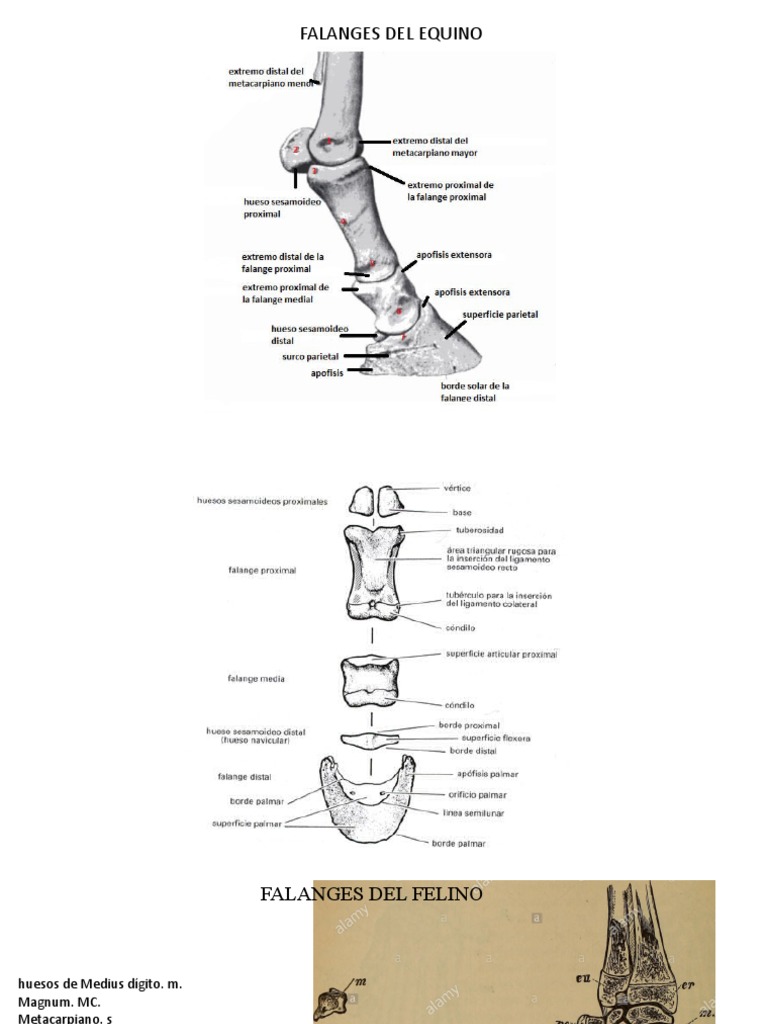 Anatomia de La Falanges | PDF