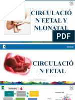Circulación Fetal