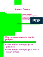 Animal Groups: Content Standard