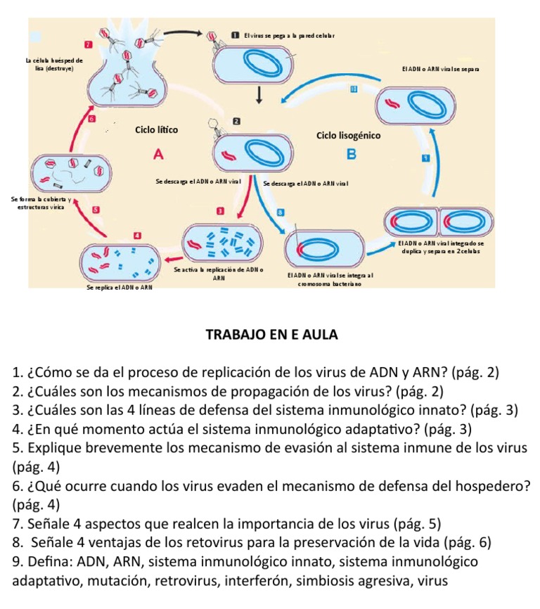Ciclo Lítico y Lisogénico PDF