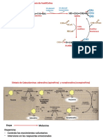 5.sintesis.neurotranmisores