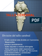 Tallo Cerebral Cara Externa