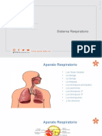 Sistema Respiratorio9