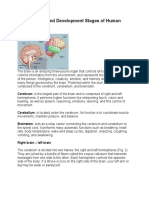 The Structure and Development Stages of Human Brain